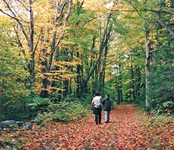 A walk in the woods near Chase Brook